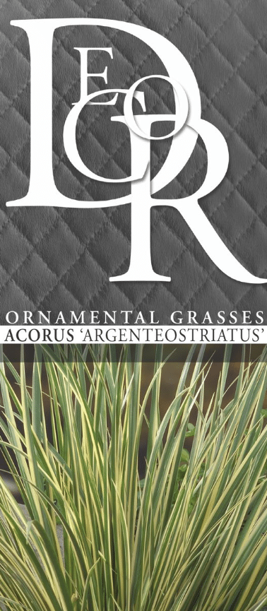 Acorus gramineus Argenteostriatus 3 Acorus gramineus Argenteostriatus - Pilt 3