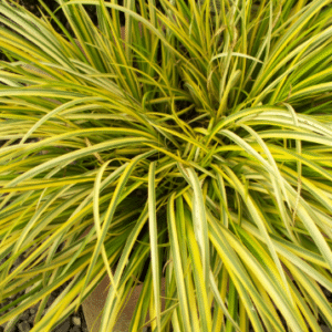 Acorus gramineus Ogon