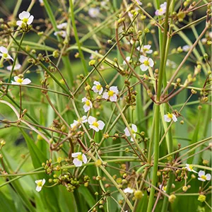 Alisma lanceolatum