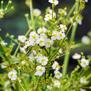 Alisma parviflorum