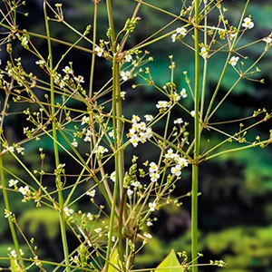 Alisma plantago-aquatica