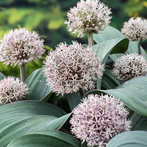 Allium karataviense