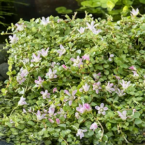 Anagallis tenella