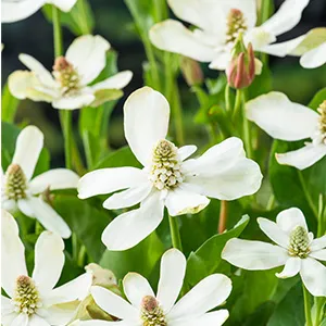 Anemopsis californica