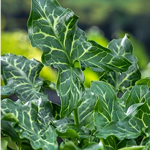 Arum italicum