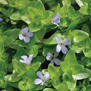 Bacopa caroliniana 2 Bacopa caroliniana - Pilt 2