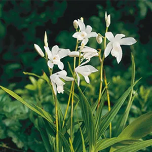 Bletilla striata Alba
