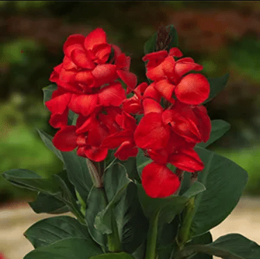 Canna Carmen