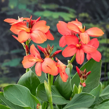 Canna Cleo