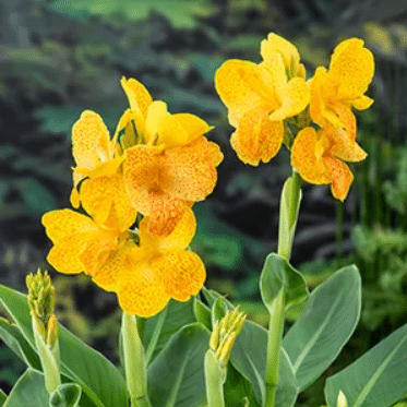 Canna Emily