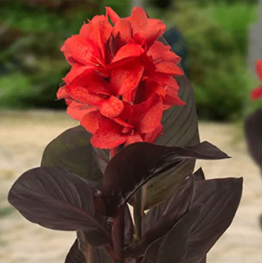 Canna Julia