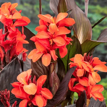 Canna Wilma