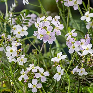 Cardamine pratensis