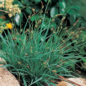Carex panacea