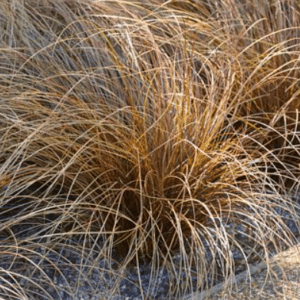 Carex comans Bronze Form