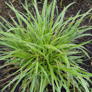 Carex morrowii Ice Dance