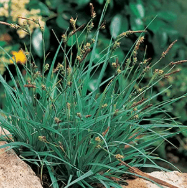 Carex panicea