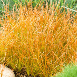 Carex testacea Prairie Fire