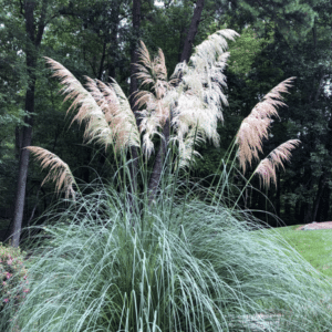 Cortaderia selloana