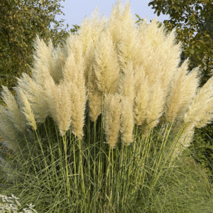 Cortaderia selloana Pumila Püsikud aeda – õitsevad ja vastupidavad aiataimed