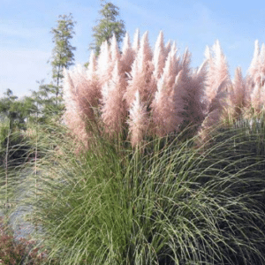 Cortaderia selloana Rosea.