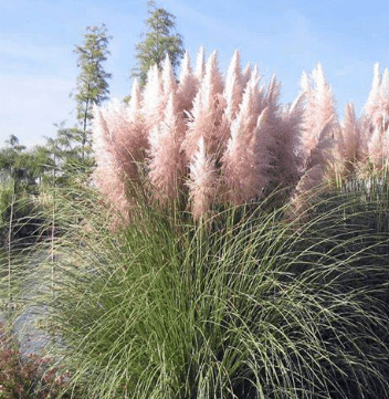 Cortaderia selloana Rosea 1 Cortaderia selloana Rosea.