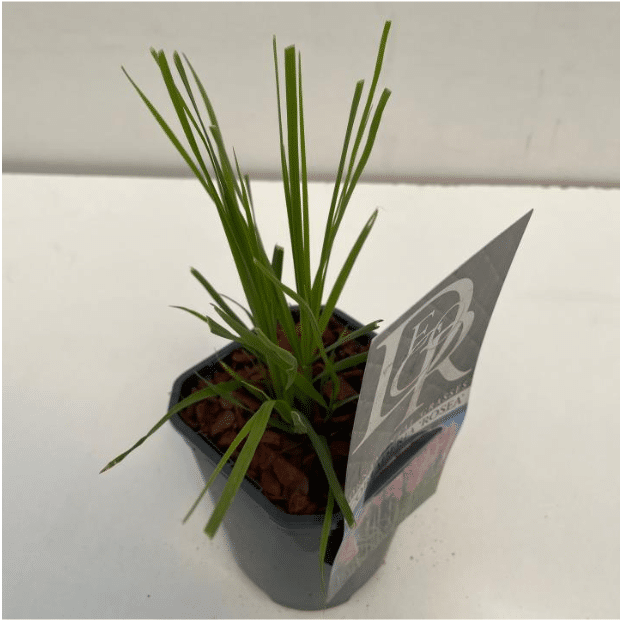 Cortaderia selloana Rosea 2 Cortaderia selloana Rosea V1