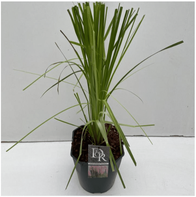Cortaderia selloana Rosea 4 Cortaderia selloana Rosea V5