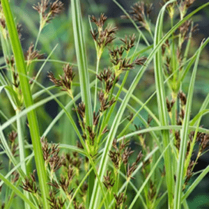 Cyperus longus