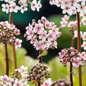 Darmera peltata
