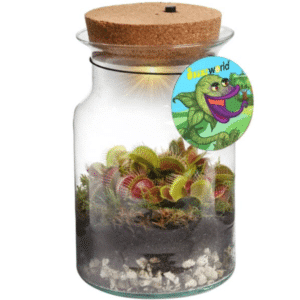 Dionaea Veenuse kärbsepüünis Corky