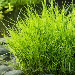 Eleocharis acicularis