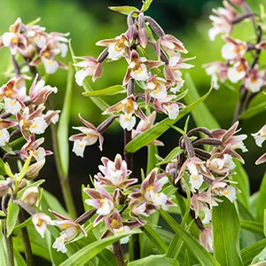 Epipactis palustris
