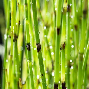 Equisetum fluviatile