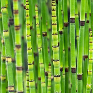 Equisetum japonicum