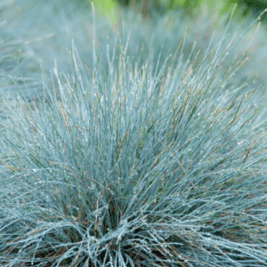 Festuca glauca Elijah Blue.