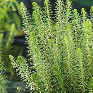 Hippuris vulgaris p9