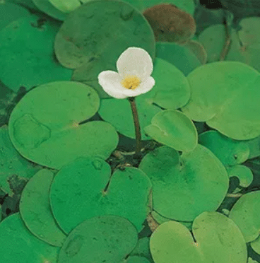 Hydrocharis morsus-ranae