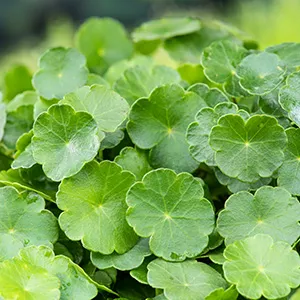 Hydrocotyle vulgaris
