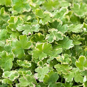 Hydrocotyle sibthorp Variegata