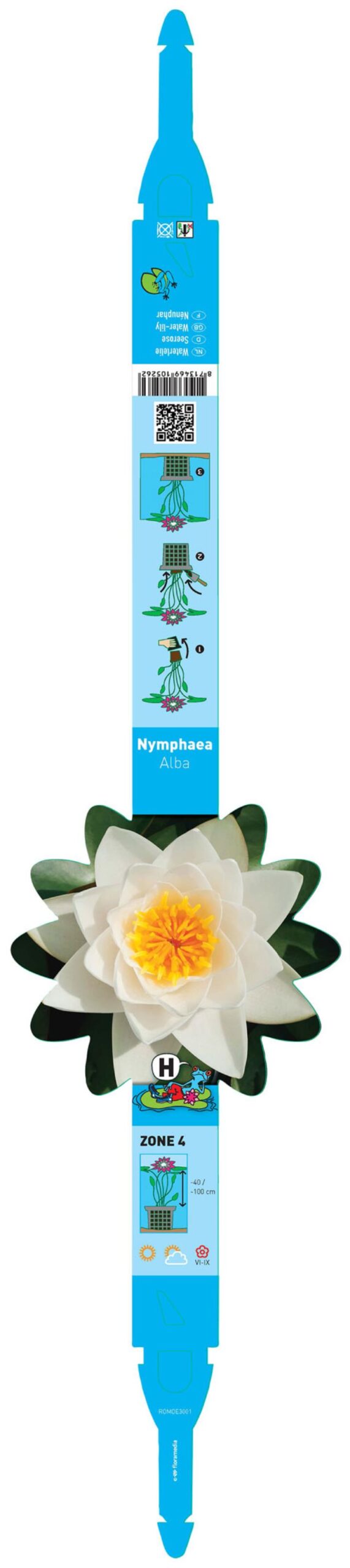Nymphaea alba 2 Nymphaea alba - Pilt 2