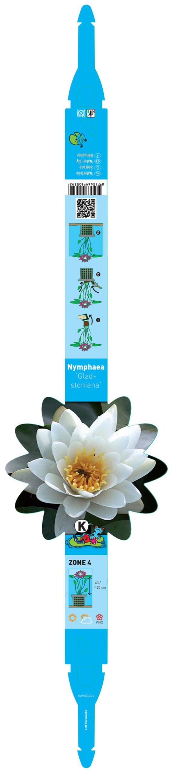 Nymphaea Gladstoniana 2 Nymphaea Gladstoniana - Pilt 2