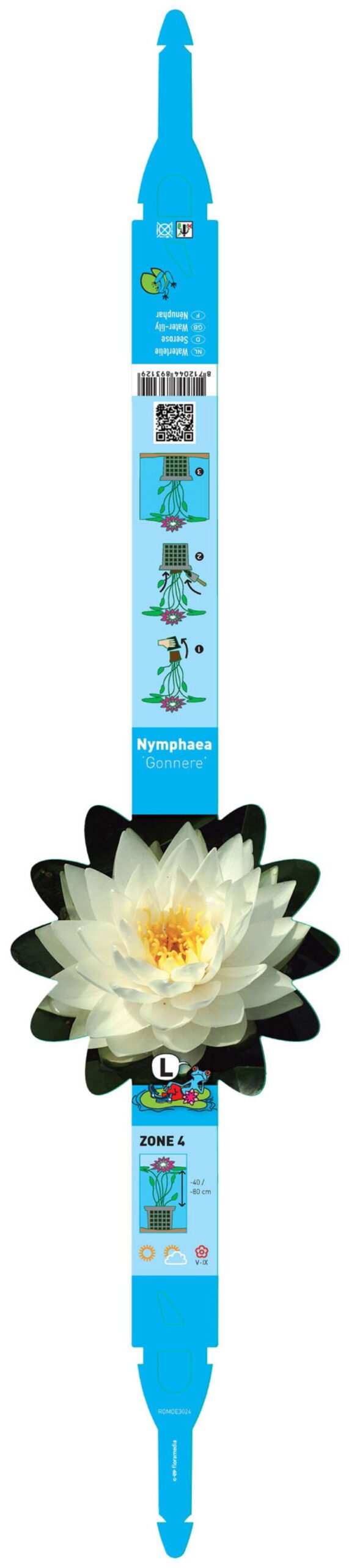 Nymphaea Gonnère 2 Nymphaea Gonnère - Pilt 2