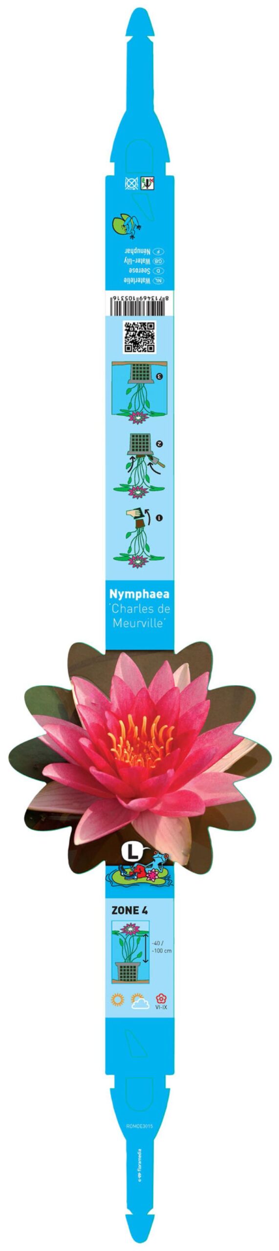 Nymphaea Charles de Meurville 2 Nymphaea Charles de Meurville - Pilt 2