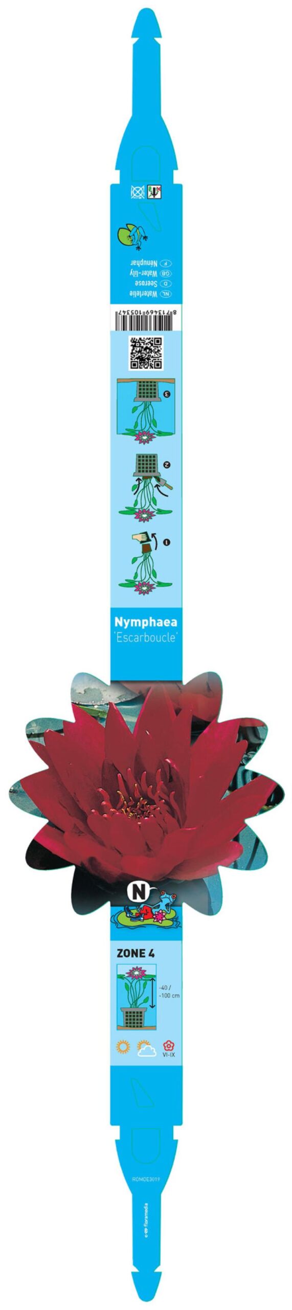 Nymphaea Escarboucle 2 Nymphaea Escarboucle - Pilt 2