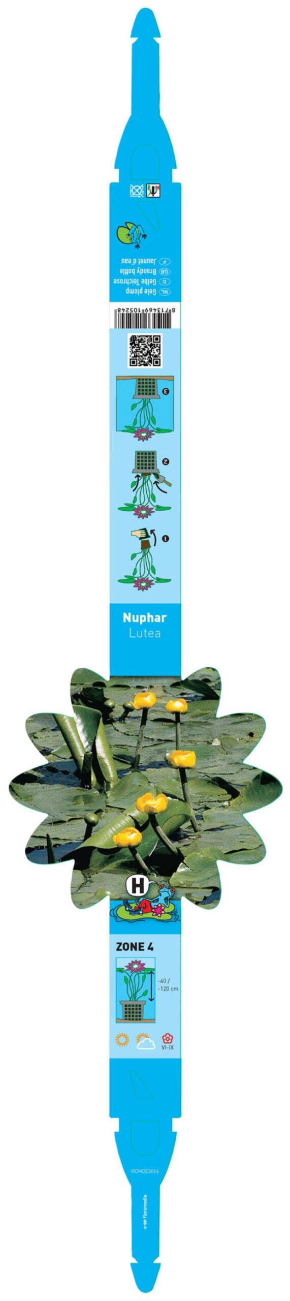Nuphar lutea 2 Nuphar lutea - Pilt 2