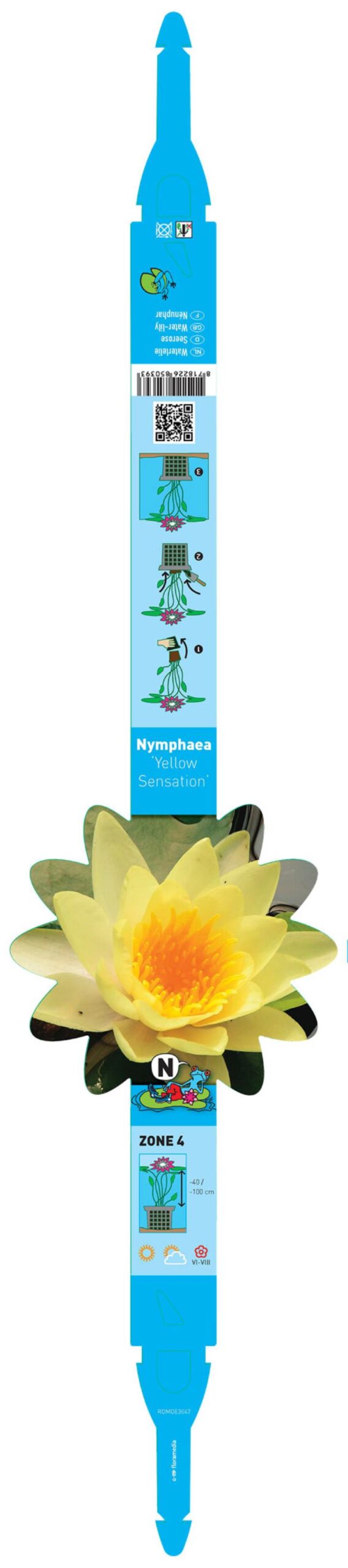Nymphaea Yellow Sensation 2 Nymphaea Yellow Sensation - Pilt 2