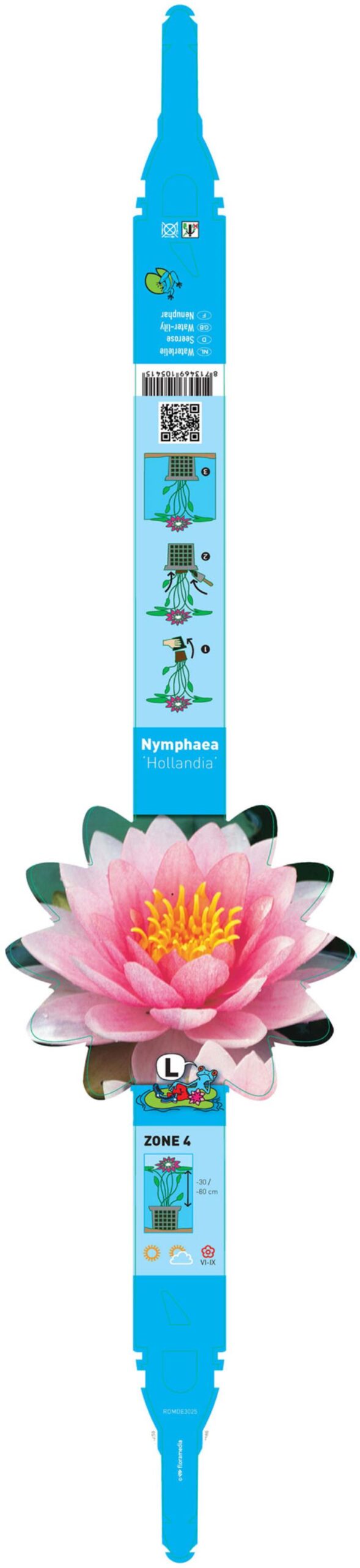 Nymphaea Hollandia 2 Nymphaea Hollandia - Pilt 2
