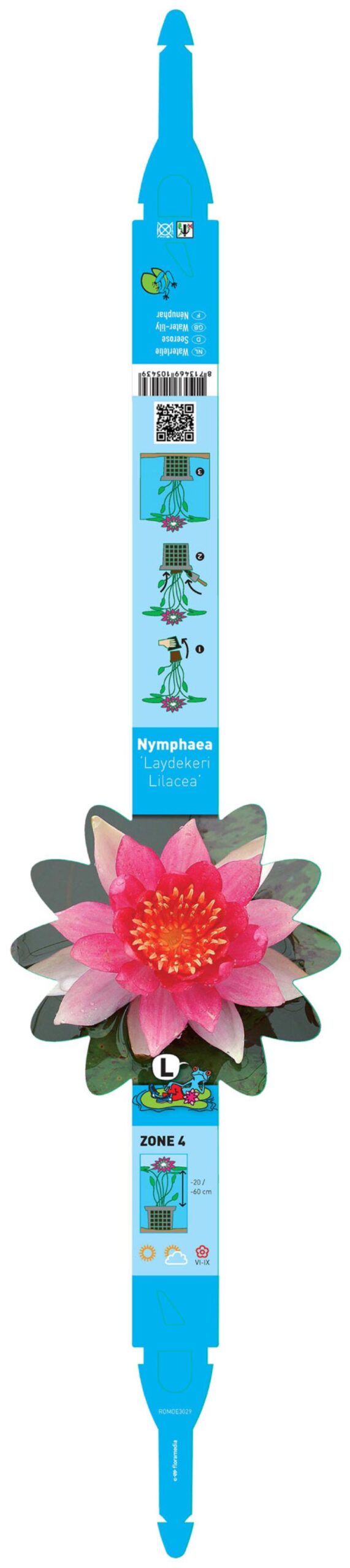 Nymphaea Laydekeri Lilacea 2 Nymphaea Laydekeri Lilacea - Pilt 2