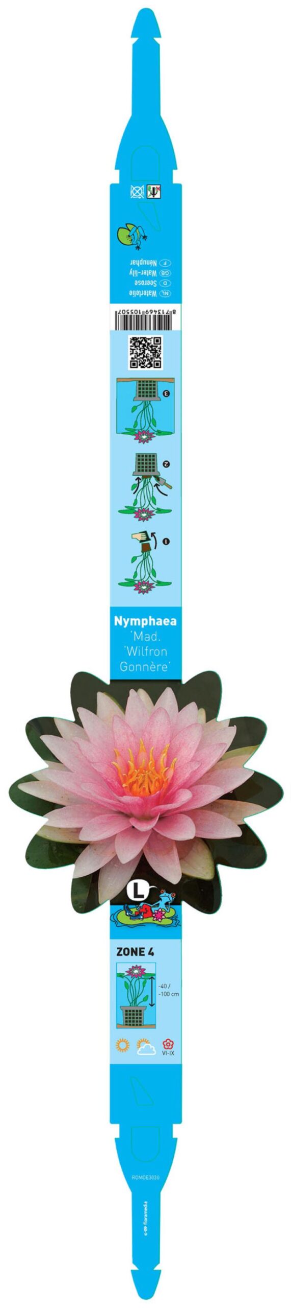 Nymphaea Madame Wilfron Gonnère 2 Nymphaea Madame Wilfron Gonnère - Pilt 2